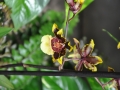 blumen_nr-07