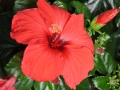 blumen_nr-08