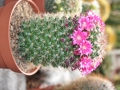 blumen_nr-10