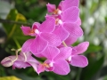 blumen_nr-11