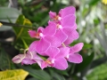 blumen_nr-12