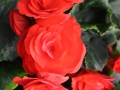 blumen_nr-13
