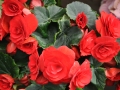 blumen_nr-14