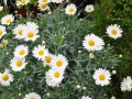 blumen_nr-15