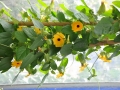 blumen_nr-17