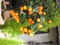 blumen_nr-18