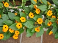 blumen_nr-19