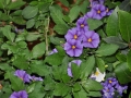 blumen_nr-20