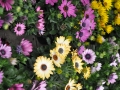blumen_nr-22