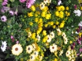 blumen_nr-23
