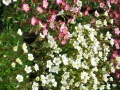 blumen_nr-24