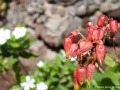 madeira-2013-nr-028