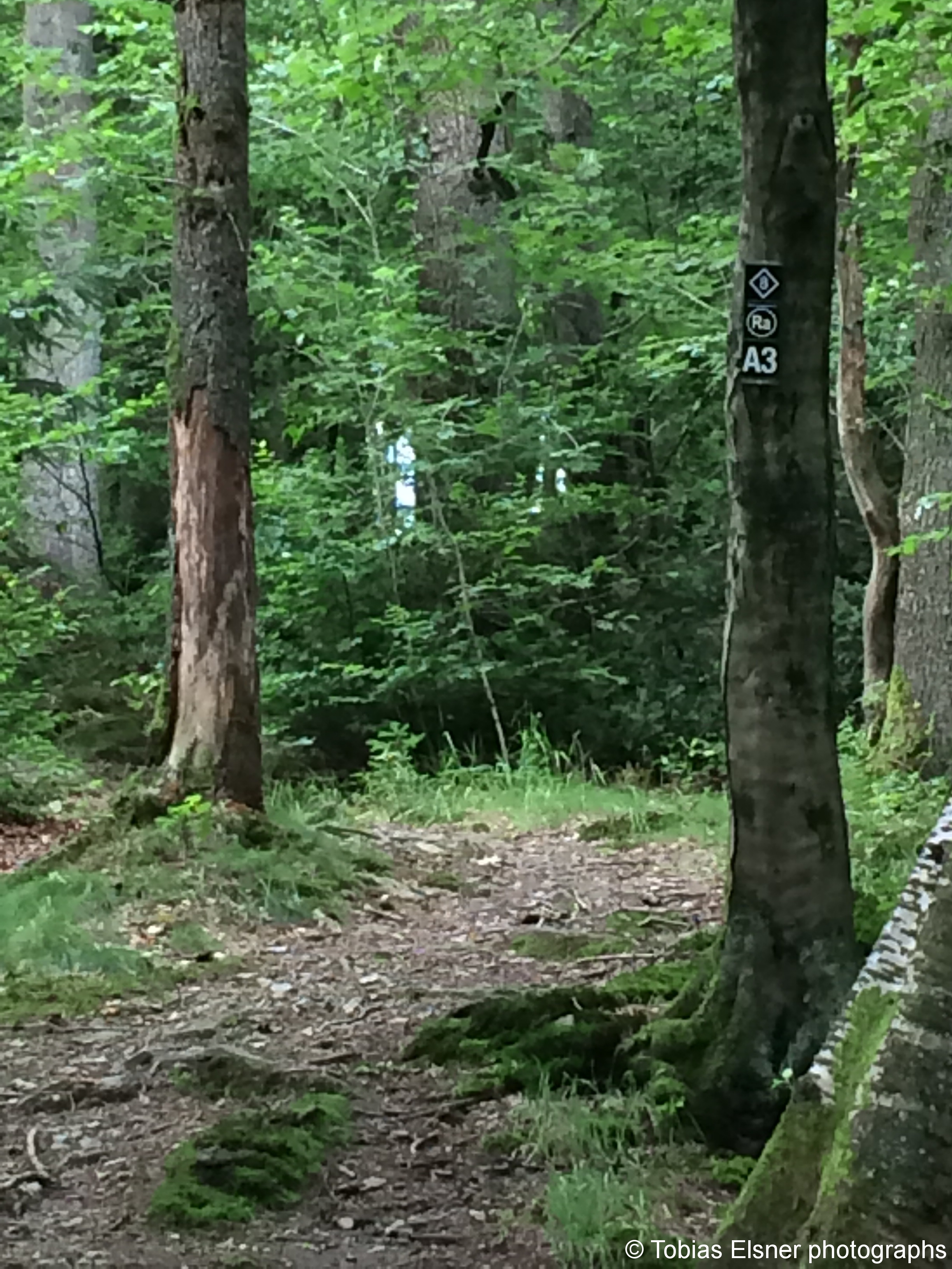 Wanderung Wald Wasser Wolle Weg Radevormwald 2014 Nr.92