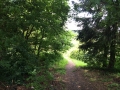 Wanderung Wald Wasser Wolle Weg Radevormwald 2014 Nr.04
