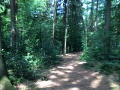 Wanderung Wald Wasser Wolle Weg Radevormwald 2014 Nr.08
