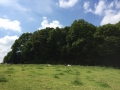Wanderung Wald Wasser Wolle Weg Radevormwald 2014 Nr.32