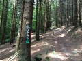Wanderung Wald Wasser Wolle Weg Radevormwald 2014 Nr.35
