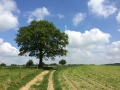 Wanderung Wald Wasser Wolle Weg Radevormwald 2014 Nr.37