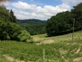 Wanderung Wald Wasser Wolle Weg Radevormwald 2014 Nr.46