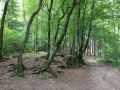 Wanderung Wald Wasser Wolle Weg Radevormwald 2014 Nr.93
